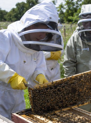 Colleagues discovering the beehive