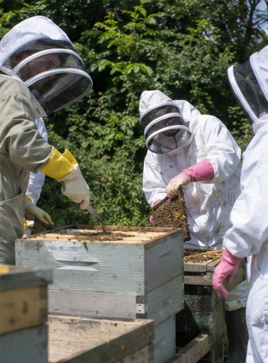 Team connection in the apiary